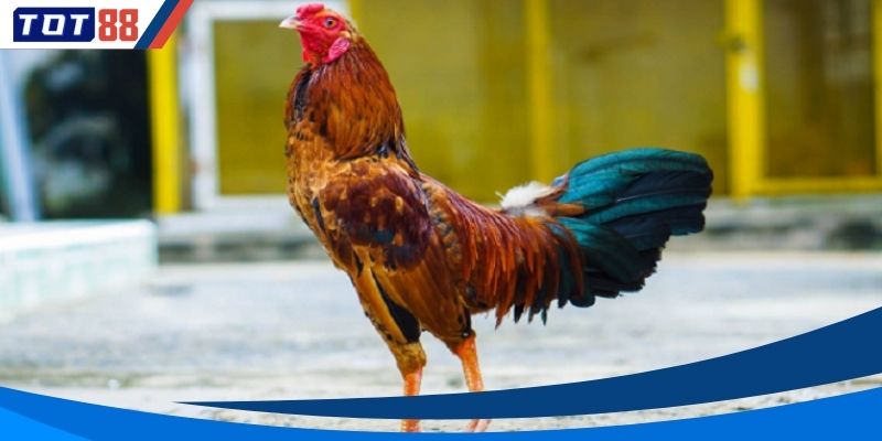 Chìa khóa vàng chinh phục mọi đấu trường của các chiến kê