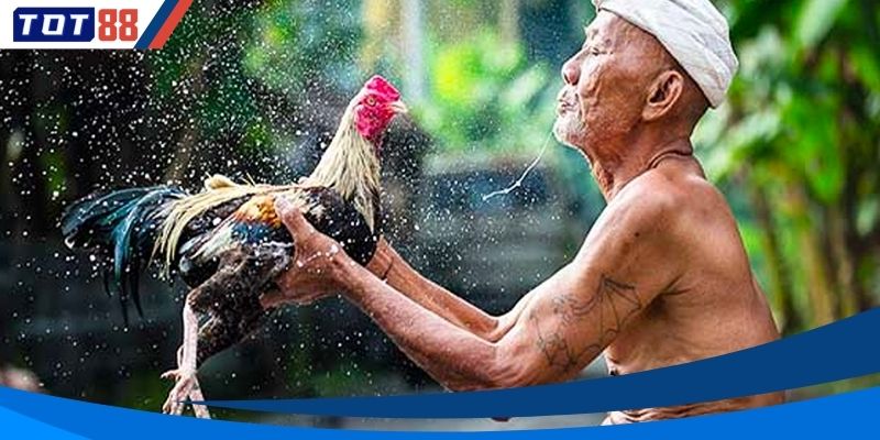 Mẹo hay trong việc chọn lựa chiến kê thắng cuộc trong trận đấu