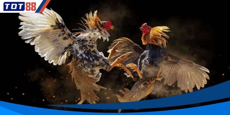 Tổng hợp những quy tắc cơ bản của đá gà tại nhà cái TOT88