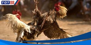 Hoàn trả đá gà