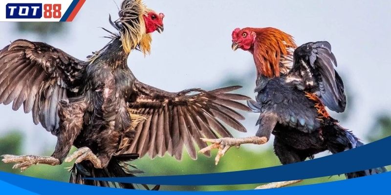 Những ưu điểm nổi tiếng giúp chương trình gây sức hút